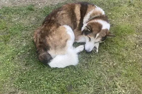Найдена собака в Походкино, Московская область