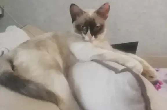 Кошки потеряшки, Смоленск, фото: Потеряшка кошка Сиамская на ул. Попова, 66 в Смоленске.