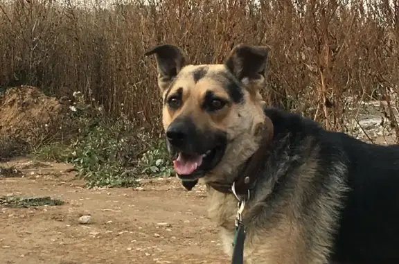 Пропала собака Метис овчарки в Самаре, 11-й квартал