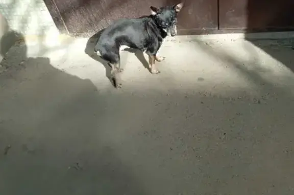 Пропала собака Ляля на ул. Циолковского 17, Камышин