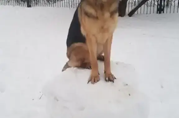 Собаки потеряшки, Санкт-Петербург, фото: Потеряшка немецкая овчарка на Комендантской Горе