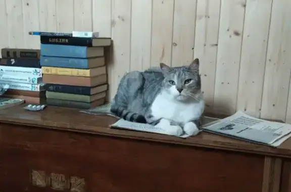 Пропала кошка кот, ул. Аркадия Гайдара, 53, Нижний Новгород