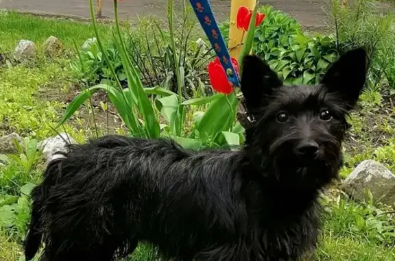Найдена собака во дворах Воронежа