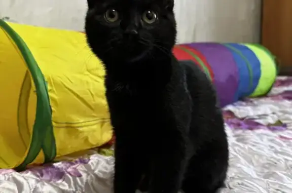 Найдена кошка в Екатеринбурге, нуждается в семье