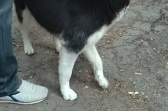 Найдена собака на 2-м Магнитном проезде, Саратов
