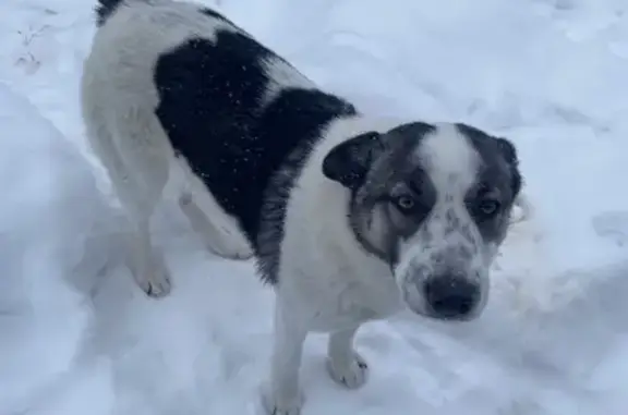 Пропала собака в СНТ Лесная Сказка, 18 км Велижанского тракта (71Н-1243)