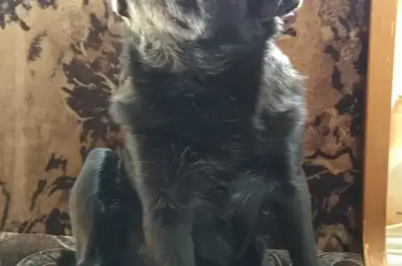 Пропала собака в Перми: черный брабансон, морда похожа на мопса.