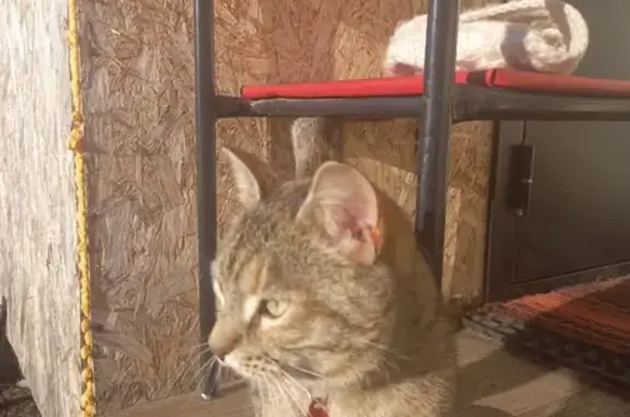 Пропала кошка Муся в Гатчине, с ошейником и медалькой