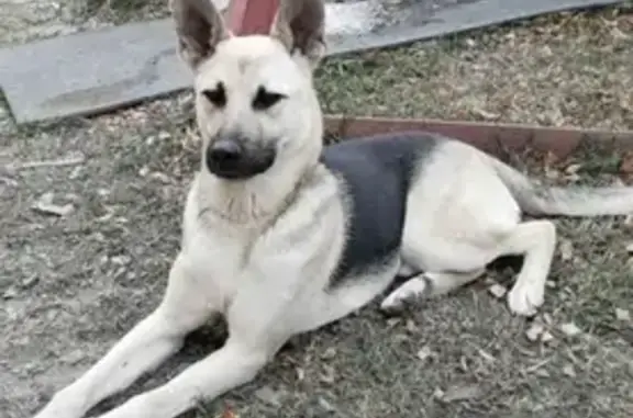 Пропала собака Тайсон на Сибирской улице, Курган