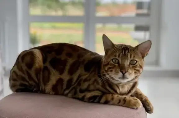 Кошки потеряшки, Старый Чультем, фото: Потеряшка кошка Бенгал в Старом Чультеме, Удмуртия