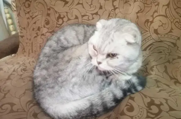 Найдена шотландская кошка на Думской, СПб