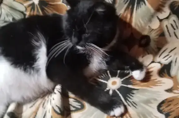Пропала кошка Чёрно-белого окраса в Куприяновском сельском поселении