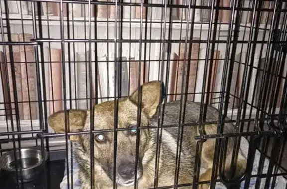 Найдена собака на ул. Богдана Хмельницкого, 26 в Ульяновске