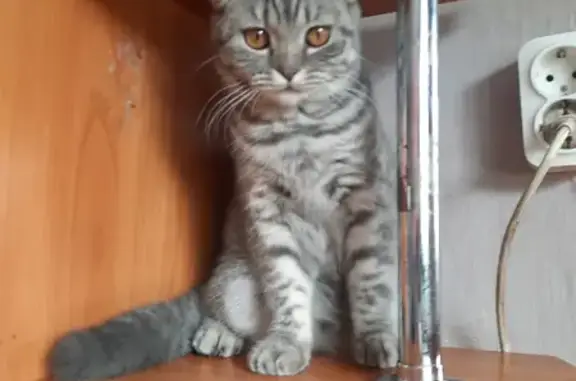 Пропала домашняя кошка на Днепровской, 16