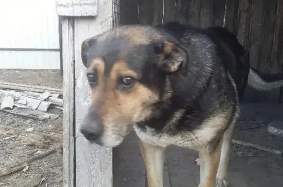 Пропала собака Мальчик Фриц в Смолино, ул. Кюхельбекера, Курган.