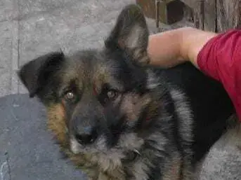 Пропала собака в Малом Чаусово, ул. Крупской, Курган