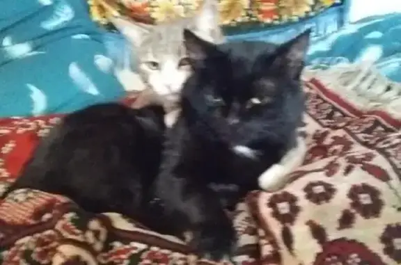 Потерянные животные Курган, фото: Пропала белая кошка Маша в Кургане