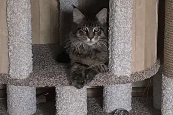Пропала кошка Мейн Кун в Виллозе, Ленобласть