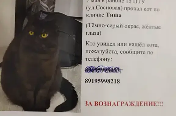 Пропал кот на ул. Архангельского, 22 в Шадринске