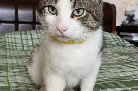 Найден кот с жёлтым ошейником на Симферопольском шоссе