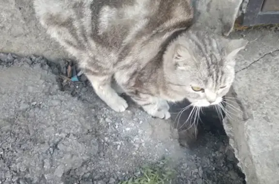 Пропала кошка на Транспортной, адрес: ул. Прокопьевск, 15