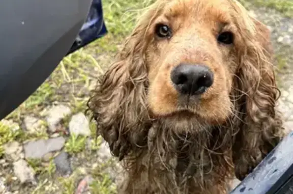 Найдена собака в Перовском, Крым