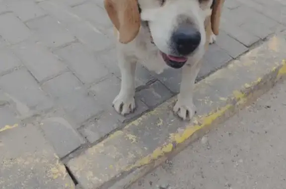 Найдена беременная собака породы бигль в Химках, рядом с ЖК Город Набережных