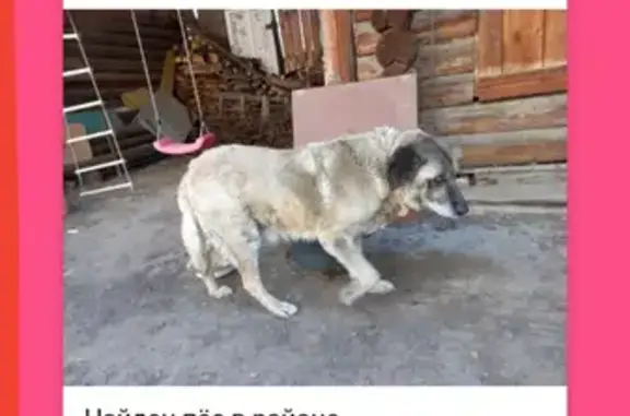 Найден пёс возле мало-чаусовского моста на Сибирской улице в Кургане