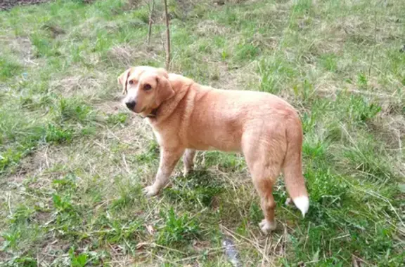 Найден крупный бежевый пёс с ошейником на улице Неделина, Щёлково