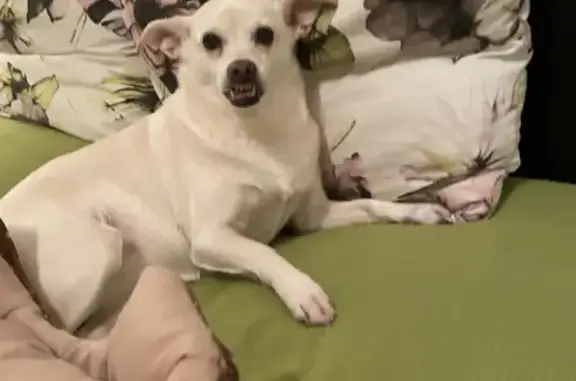 Собаки потеряшки, Санкт-Петербург, фото: Потеряшка собака Бася на улице Пестеля, Санкт-Петербург