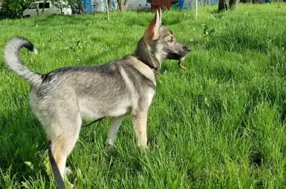 Найден щенок западно-сибирской лайки на Таганрогской улице