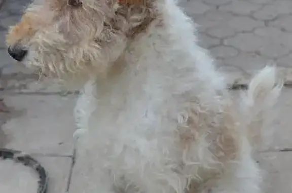 Пропала собака на ул. Салиха Сайдашева, Болгар.
