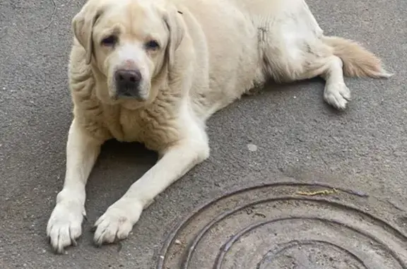 Найдена собака, Санкт-Петербург, фото: Собака ждет у 6 подъезда на Дворцовой площади