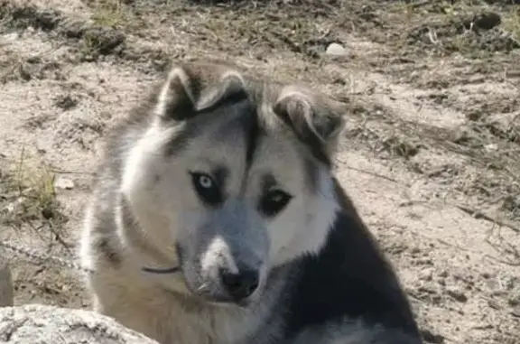 Собаки потеряшки, Ленинградская область, фото: Потеряшка собака Кабель на Казанской ул.