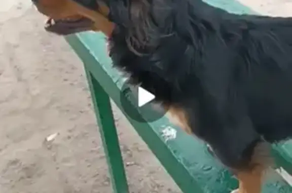 Пропала собака черного окраса на улице Комарова, Белая Калитва