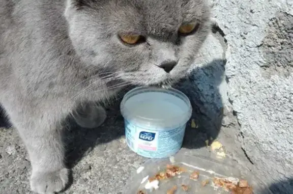 Найдена кошка на ул. Клименко, 44