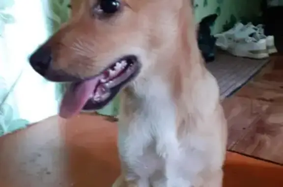 Найдена собака без породы на улице Энергетиков, 24
