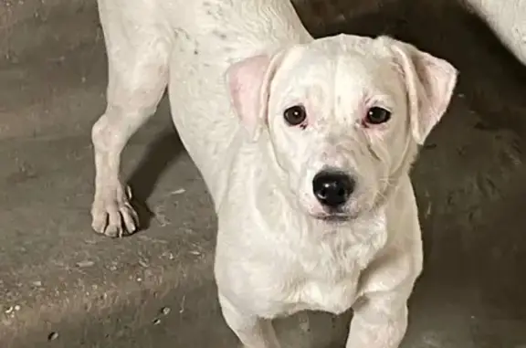 Потерялась белая собака на Миллеровской, 18