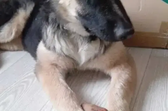 Собаки потеряшки, Губарёвское, фото: Потеряшка собака Гера, Театральная улица, 17, Воронеж.