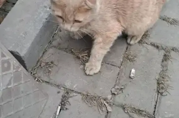 Найдена кошка на ул. Рукавишникова, 3 в Кемерово