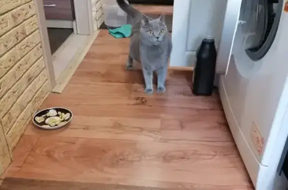 Найдена кошка, Ростов-на-Дону, фото: Найдена беременная британская кошка на Таганрогской улице