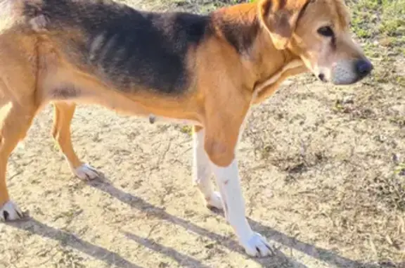 Найдена охотничья собака в Известковском лесу, Тульская область