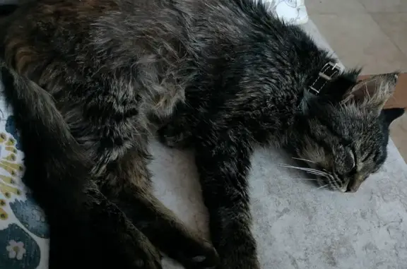 Найден кот помеси Мейн Кун на ул. Розы Люксембург, 77, Киров