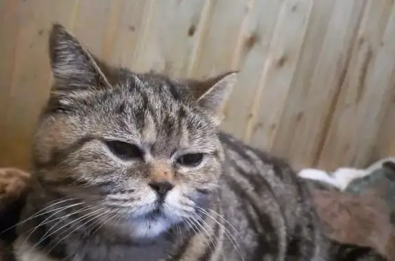 Пропала шотландская кошка в Самарской области