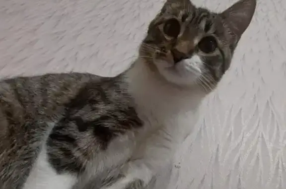 Кошки потеряшки, Киров, фото: Потеряшка кошка 