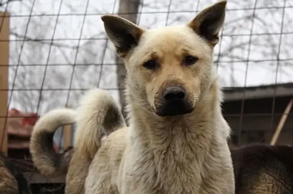 Пропала собака Мишка на улице Солидарности, 9, Новосибирск 🆘