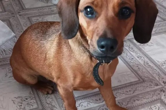 Найдена молоденькая собака с ошейником в Туношенском поселении, Ярославская область