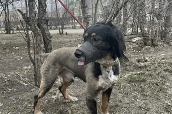 Собака найдена на ул. Капитана Воронина, 31 в Северодвинске