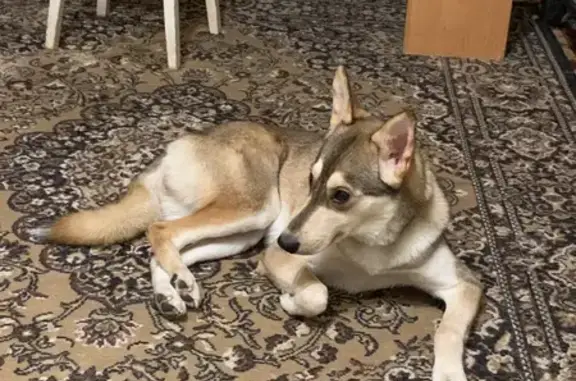 Потерянные животные Нижний Новгород, фото: Пропала собака на Интернациональной, 108