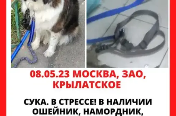 Собака Быда найдена на Осеннем бульваре, Москва.